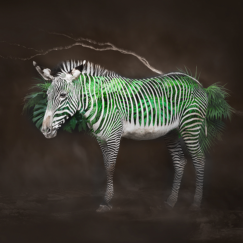 Zebra2(C)ErikoKaniwa.jpg