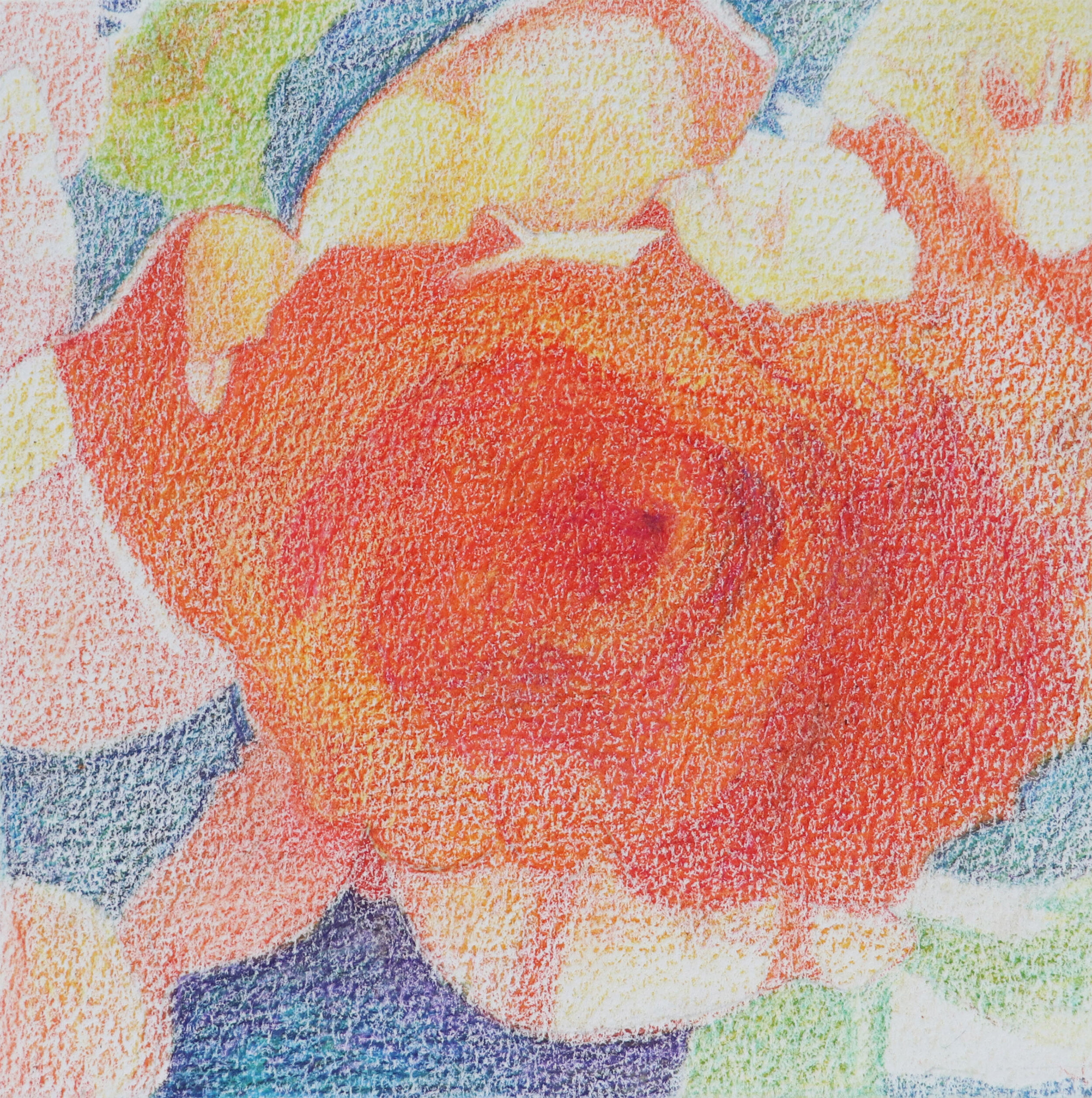 A4 ADP Bita Motamedi, Backlit Rose, 5x5in,colored pencils on watercolor paper, 2020.jpg