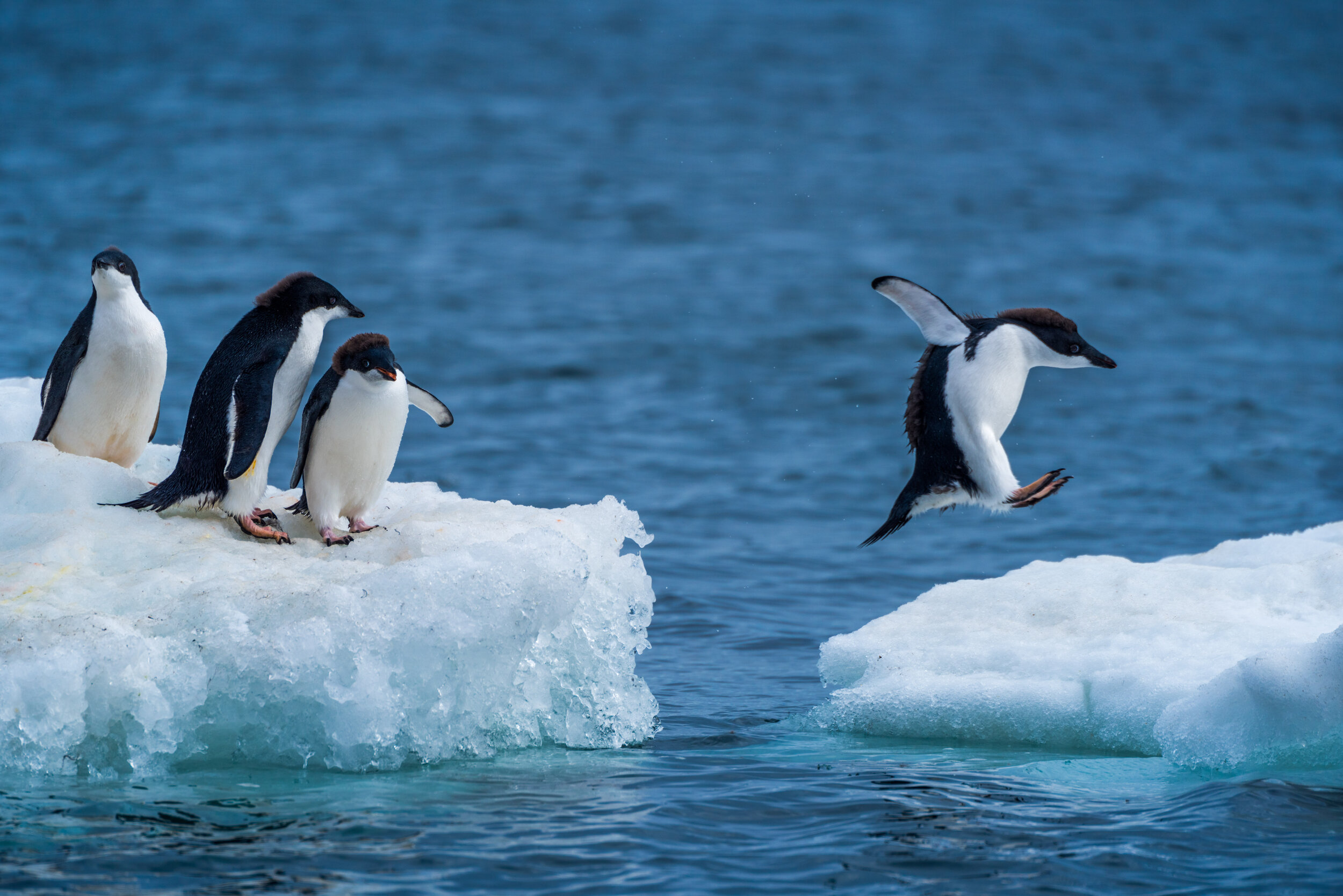 Adelie penguin jumping between two ice floes.jpg