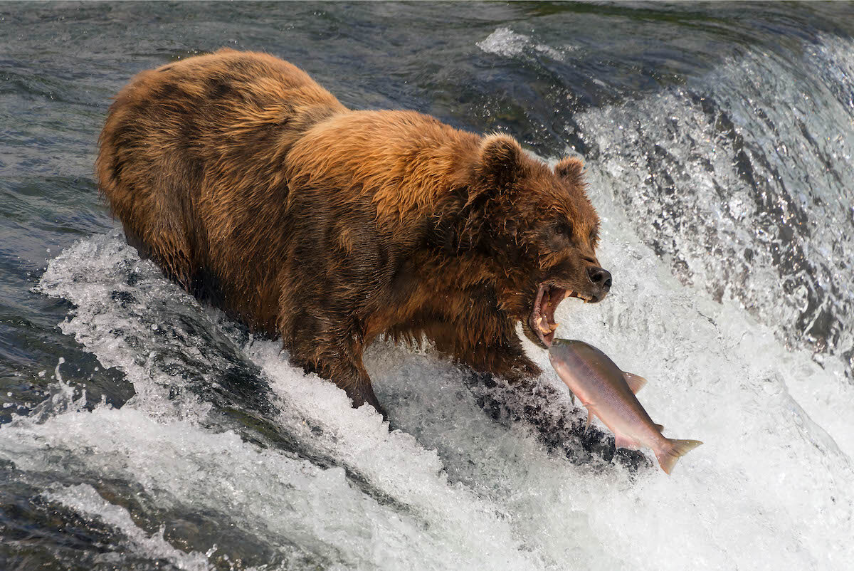 Bear about to catch salmon in mouth.jpg