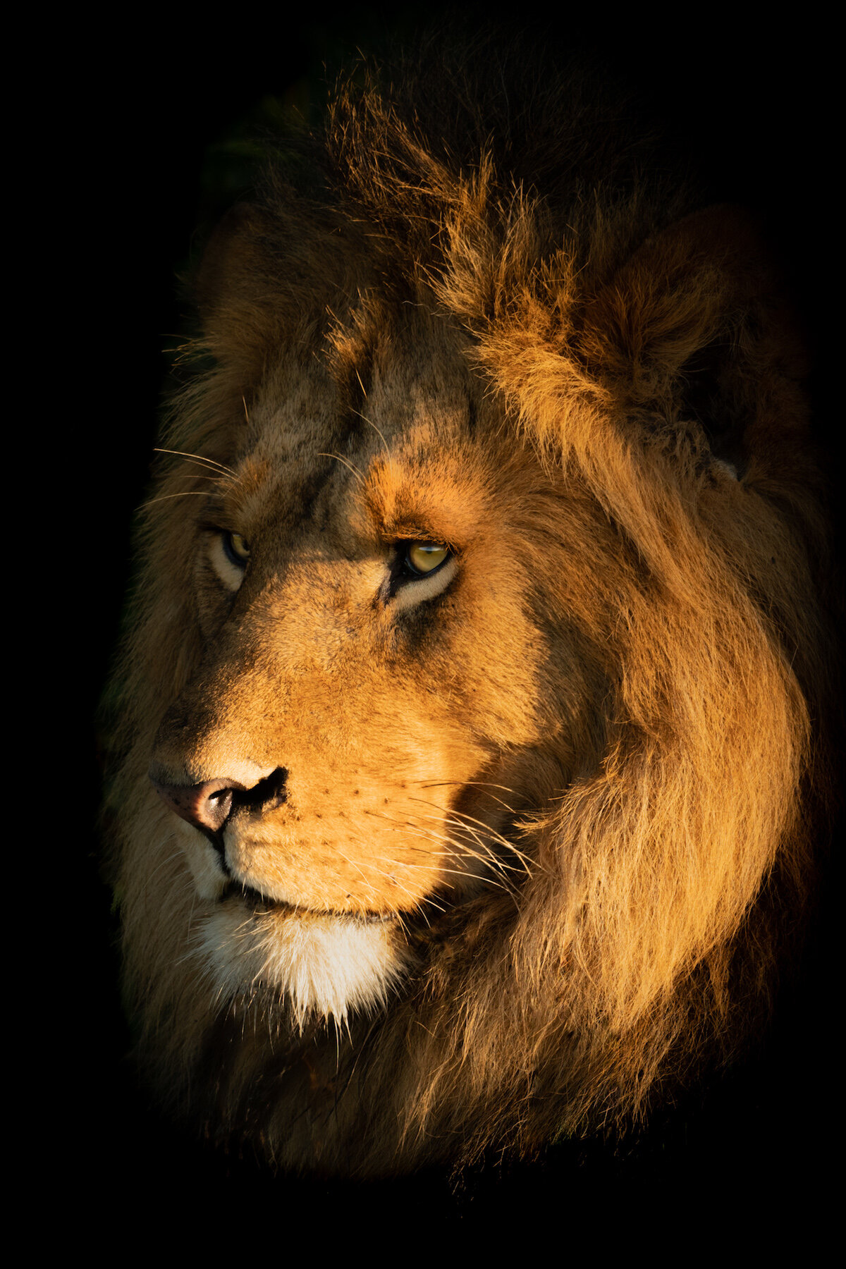 Close-up of male lion face in shadows.jpg