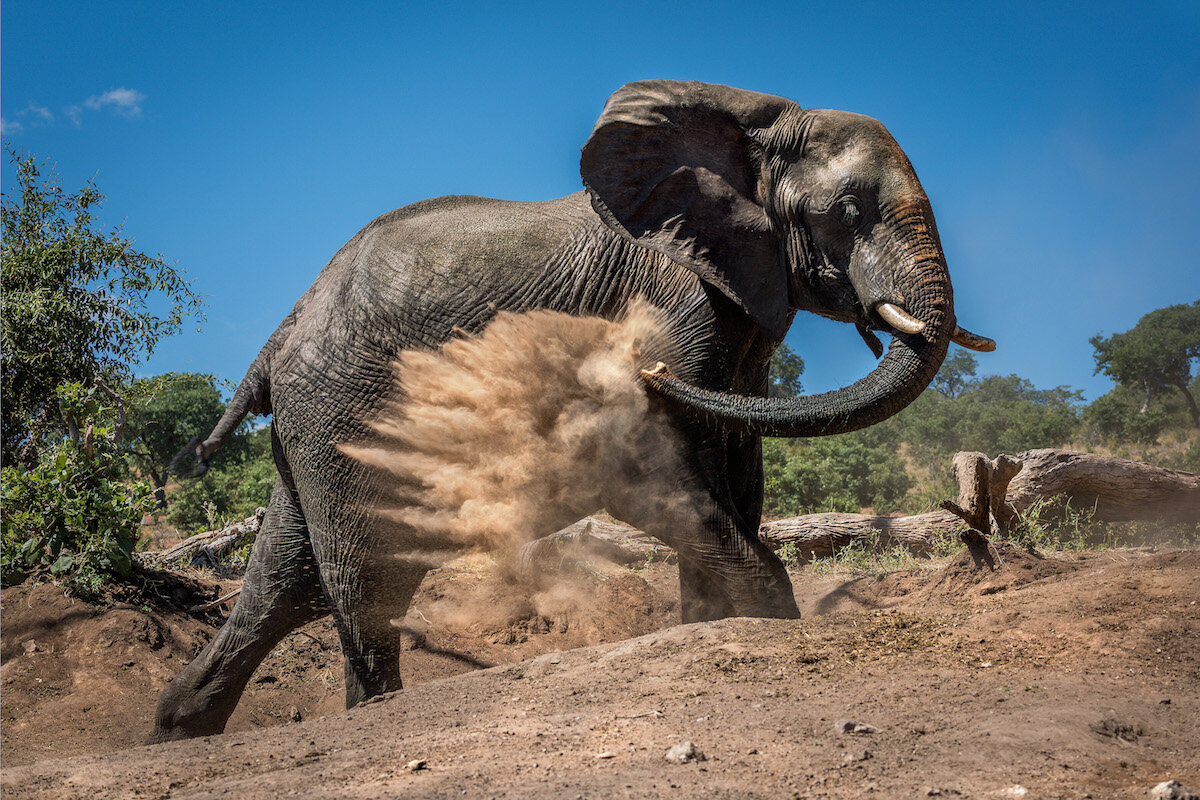 Elephant giving itself dust bath on hillside.jpg