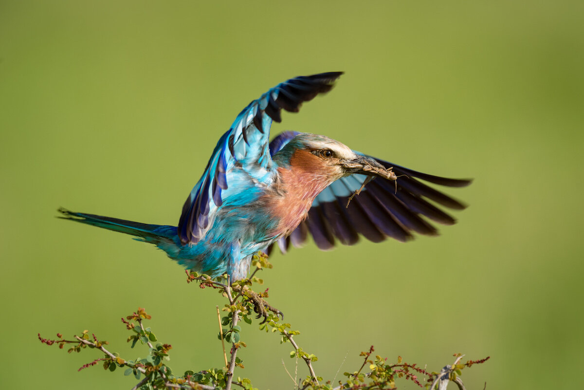 Lilac-breasted roller lands on branch carrying grasshopper.jpg