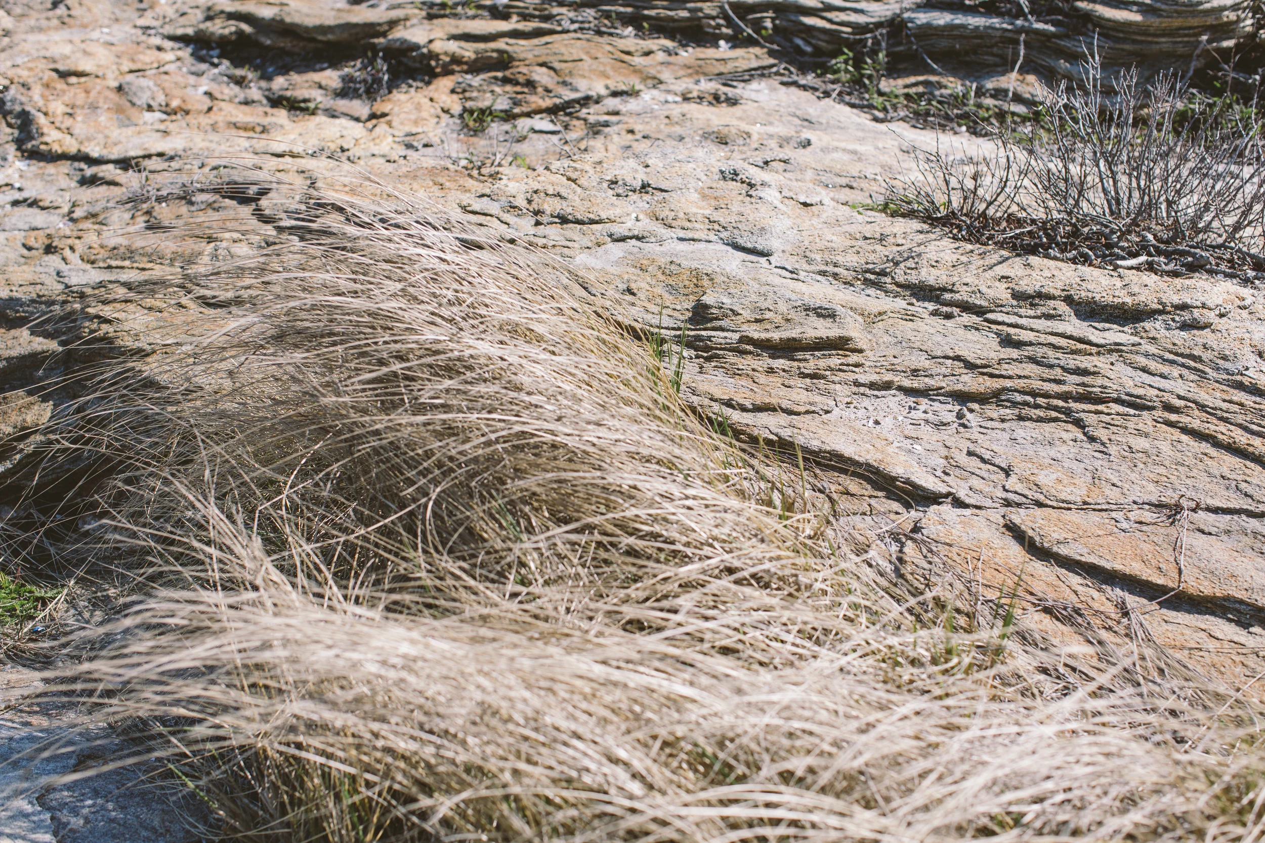Dry grass and rocks in a natural outdoor setting.