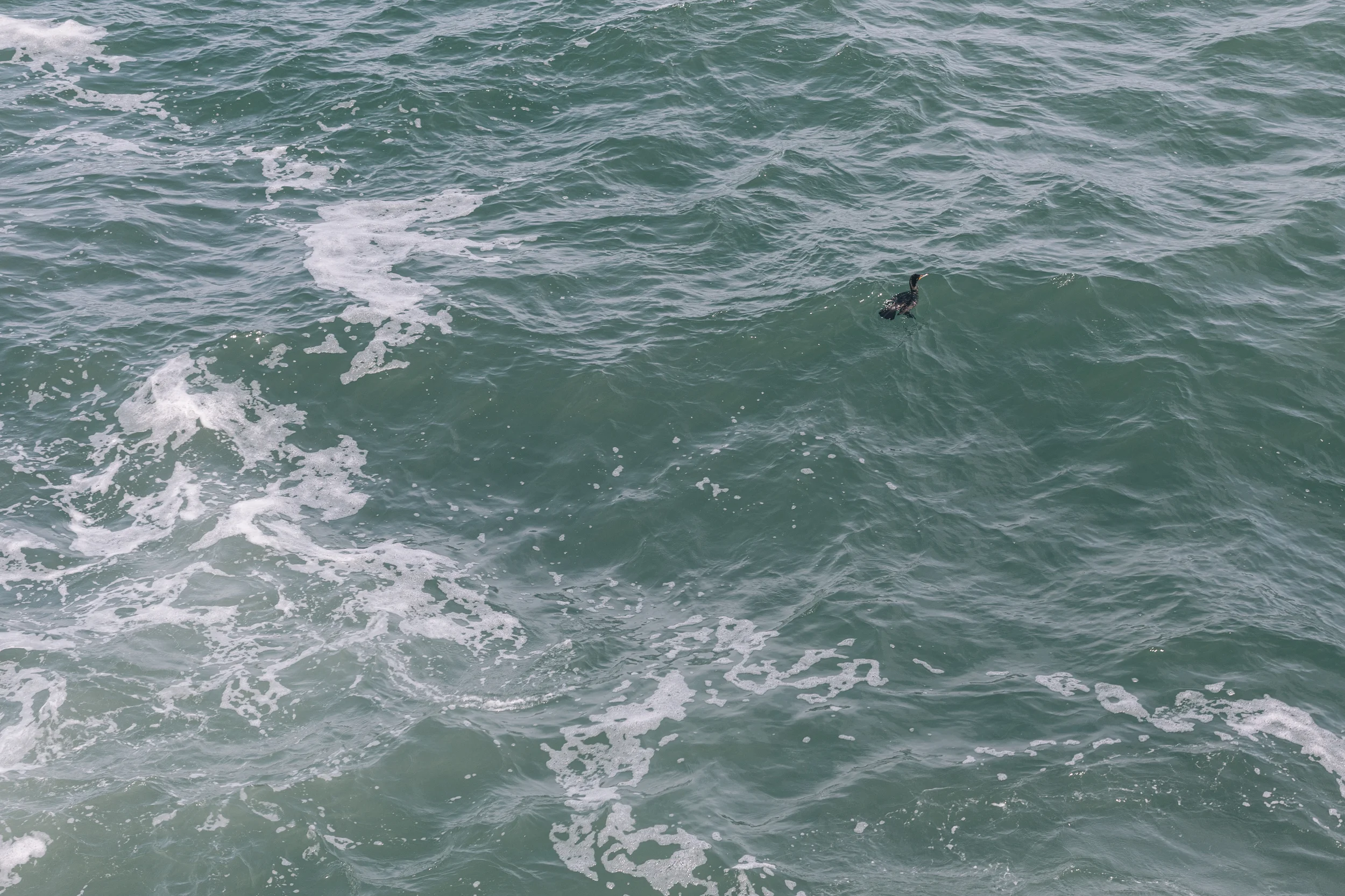 Bird swimming alone in the ocean with visible waves and foam.