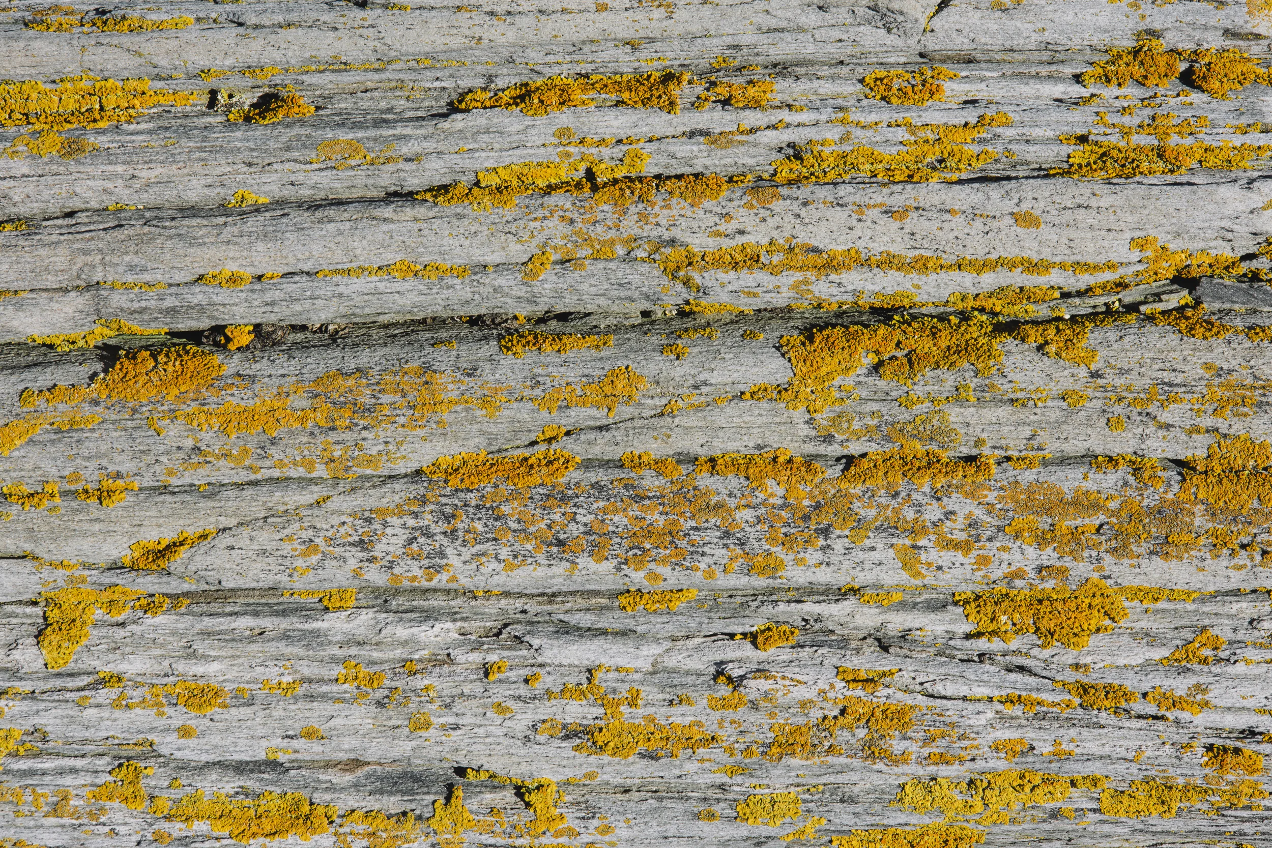 Close-up of weathered wooden surface with yellow lichen growing on it.