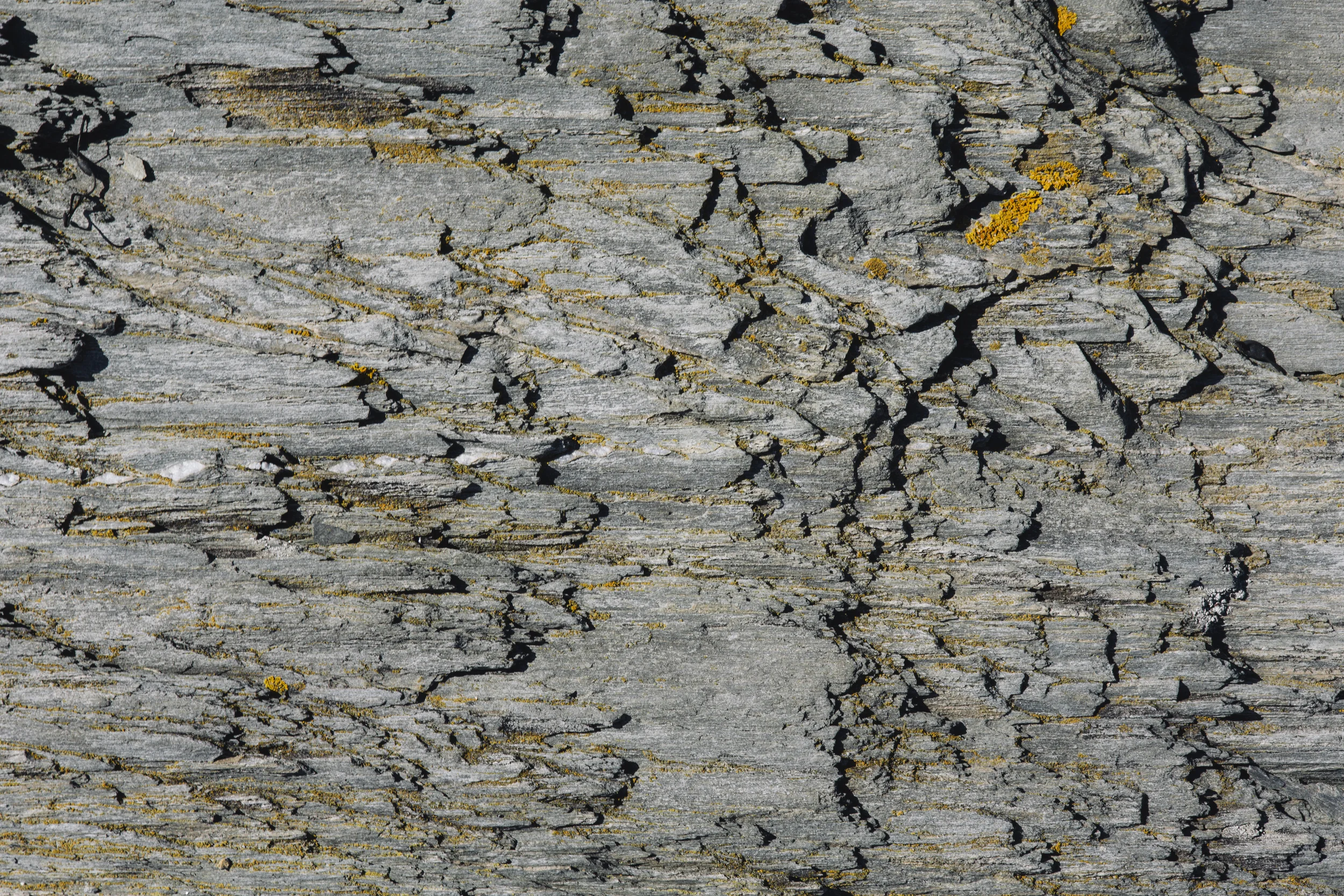 Close-up of cracked, weathered wood with patches of yellow lichen.