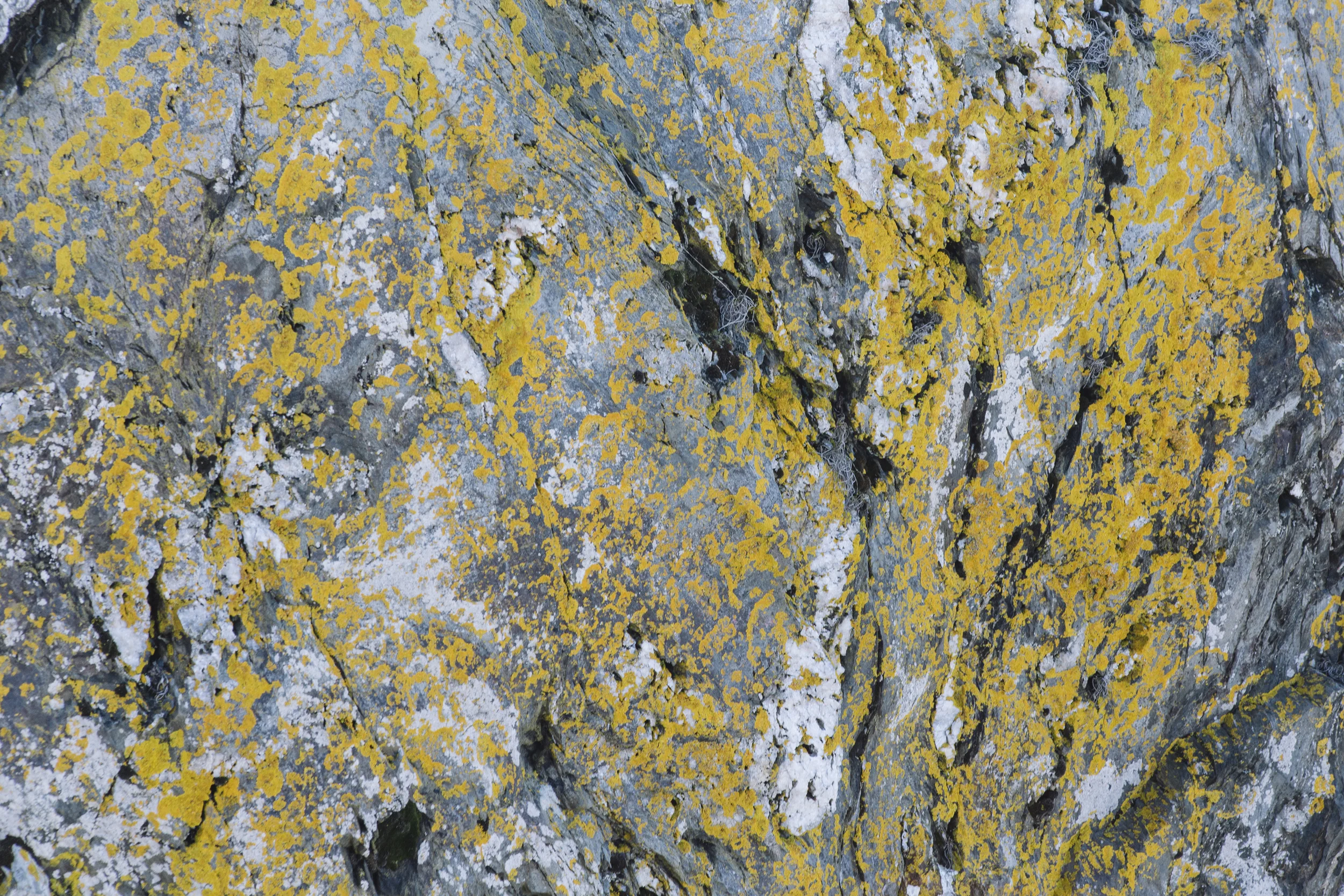 Close-up of a rock surface covered with yellow lichen and patches of white lichen.