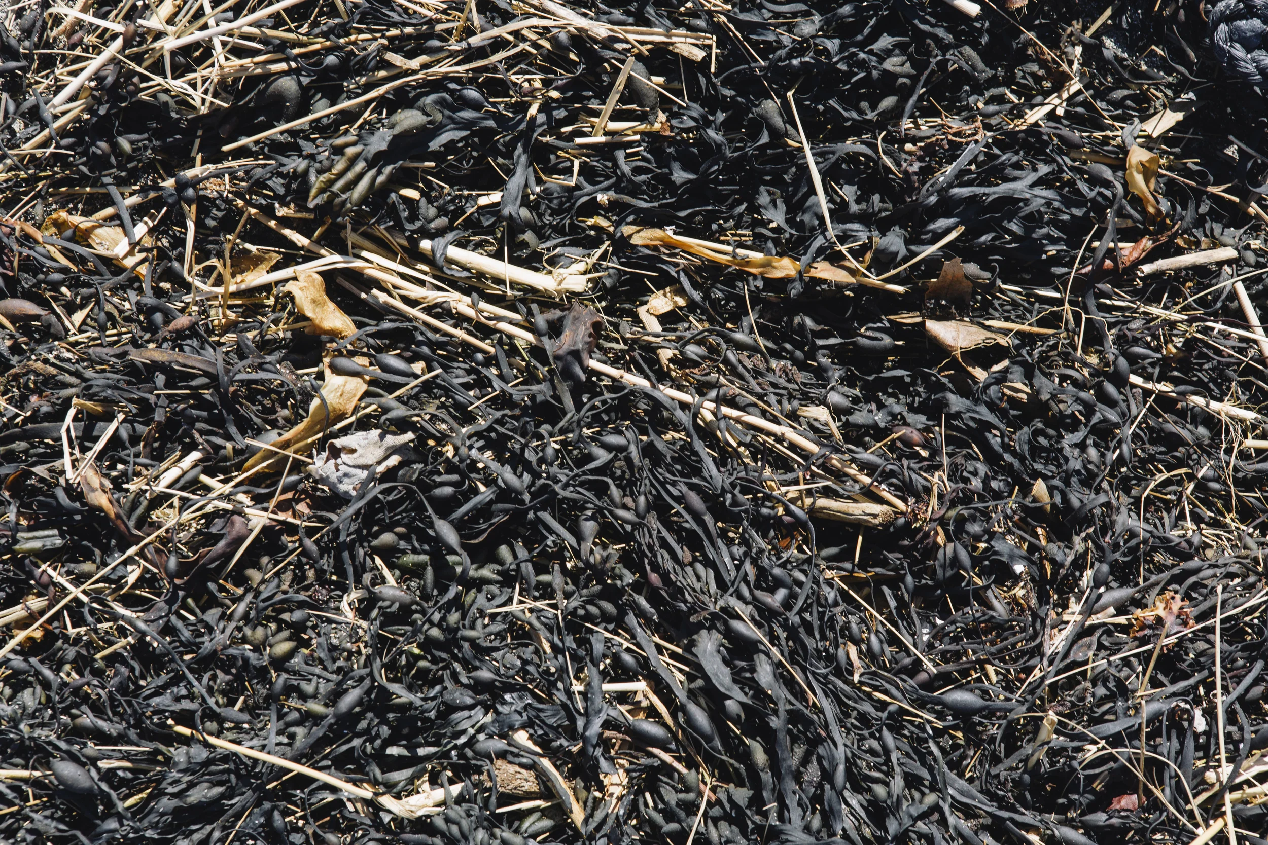 A close-up of a pile of dried seaweed and plant debris.