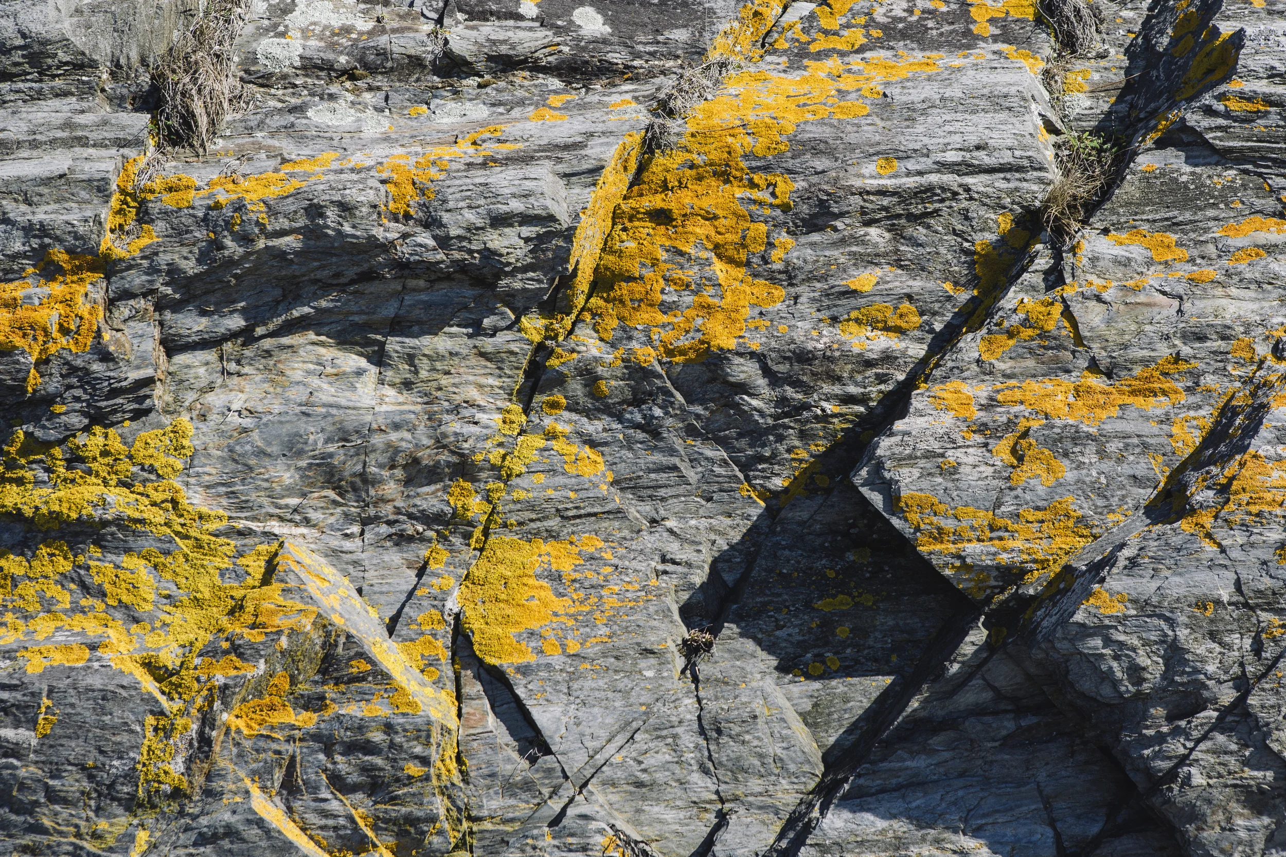 Close-up of gray rocks with patches of yellow lichen growing on their surface. hayden budd phot + film