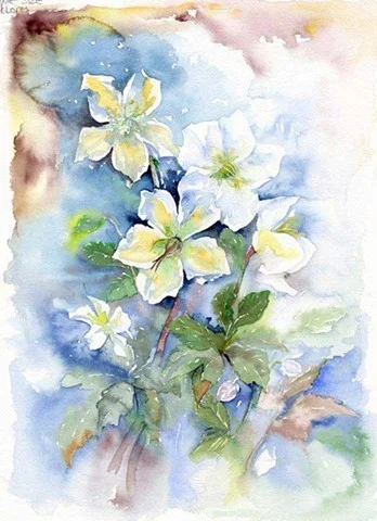 18 White Hellebores 18x14