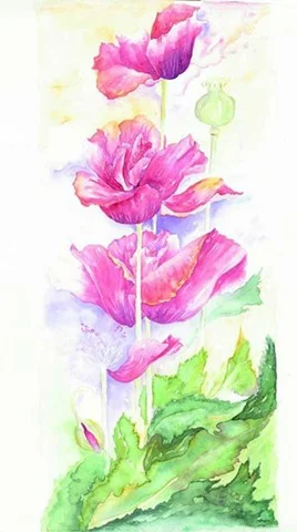 56 Red Poppies 18x8
