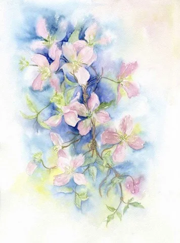 57 Montana Clematis 18x14