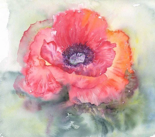59 Giant Poppy 14x14