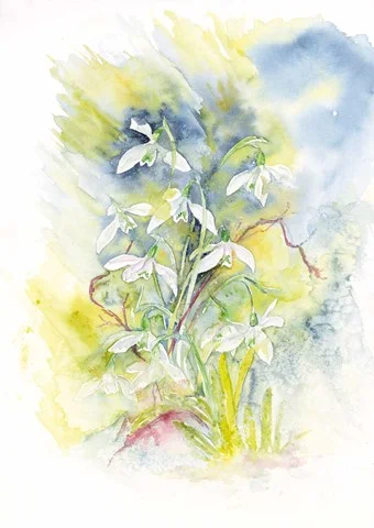 90 Snowdrops 16x12