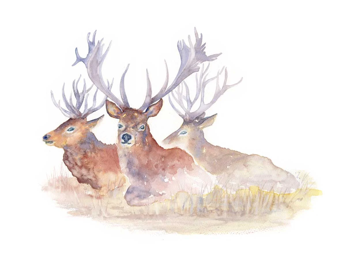 109 Deer Family 18x14