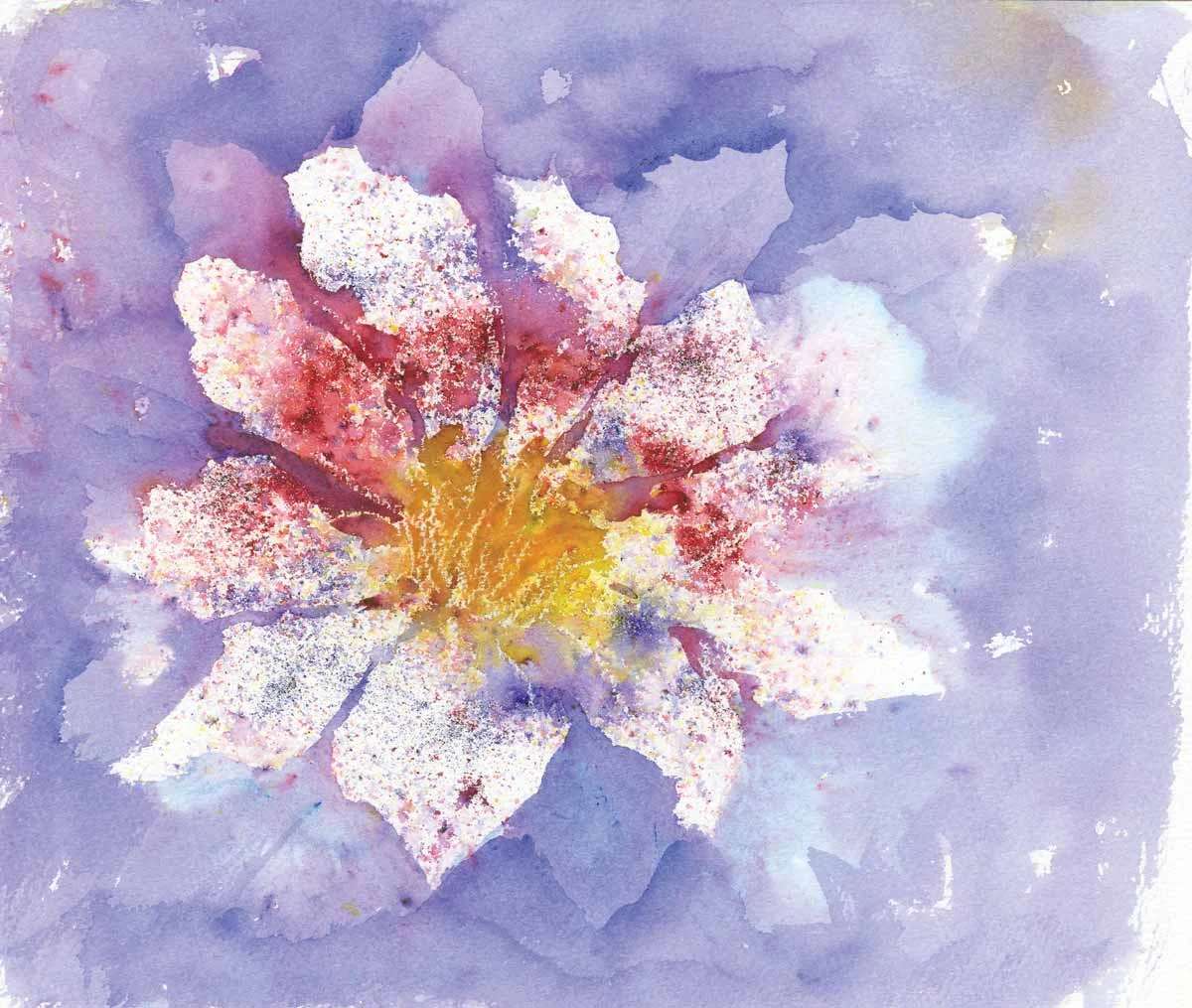 111 Clematis 14x14
