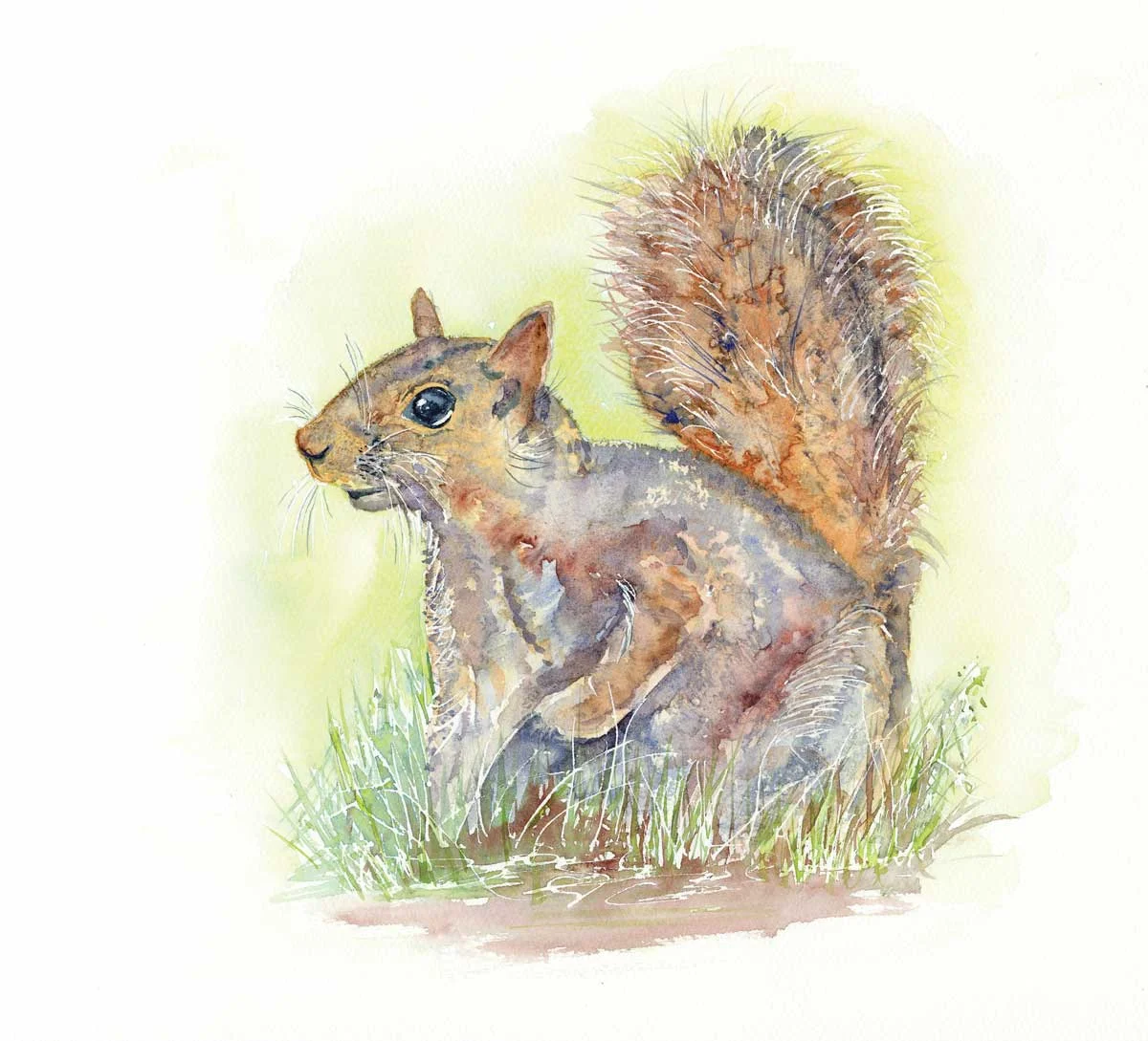118 Squirrel 14x14