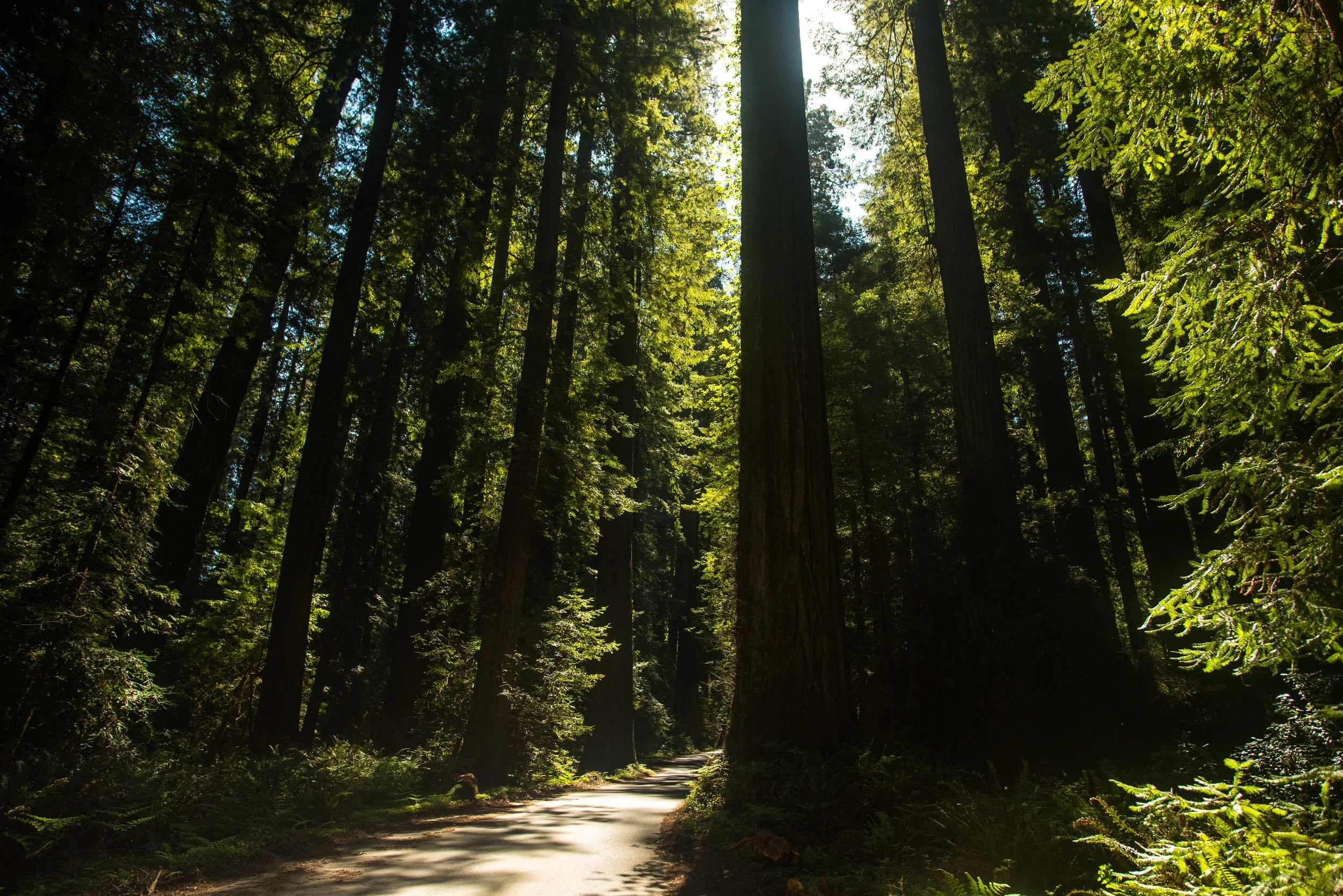 California-12.jpg