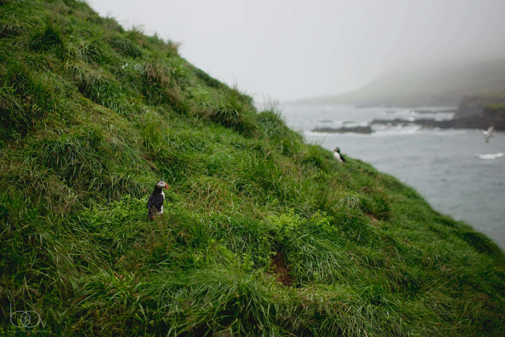 iceland-38.jpg