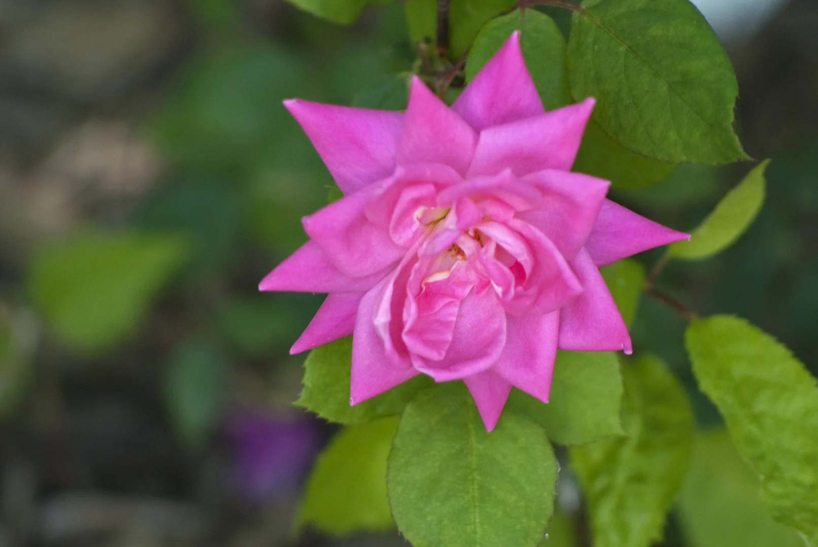 DSC_0255.jpg