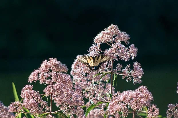 butterfly.jpg