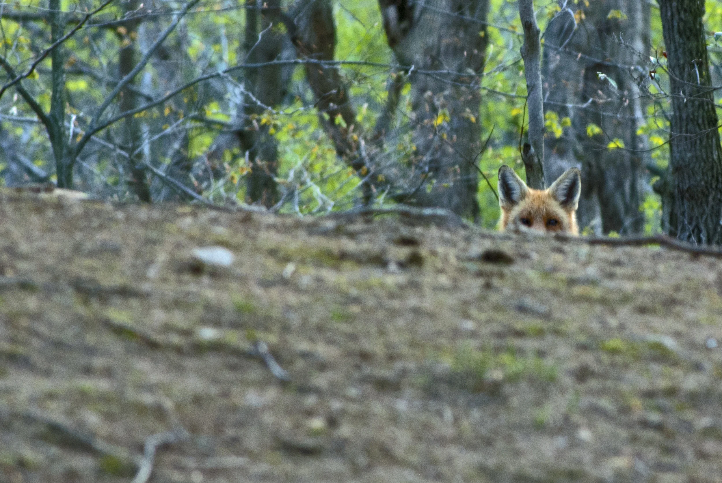 fox1.jpg