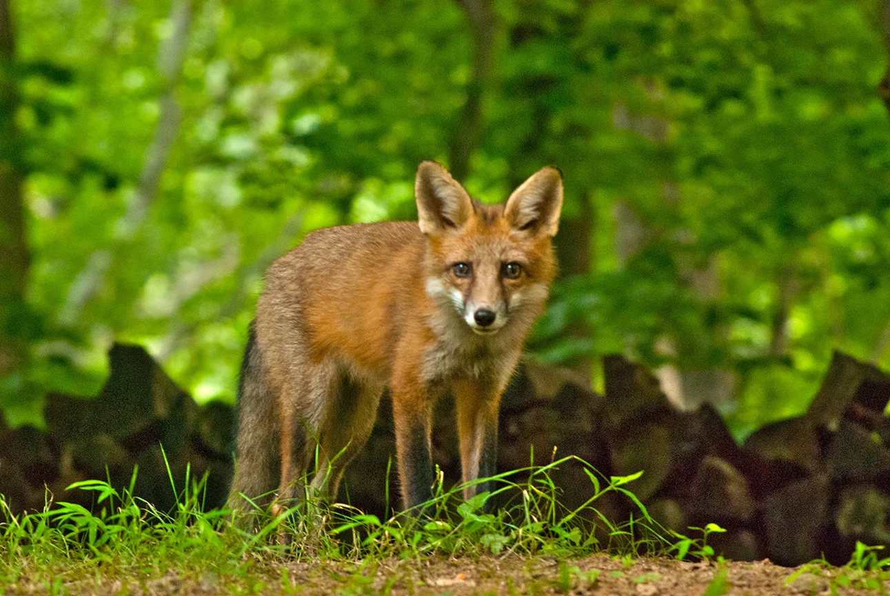 fox 3-3.jpg