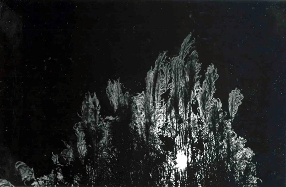 plantshines138.jpg