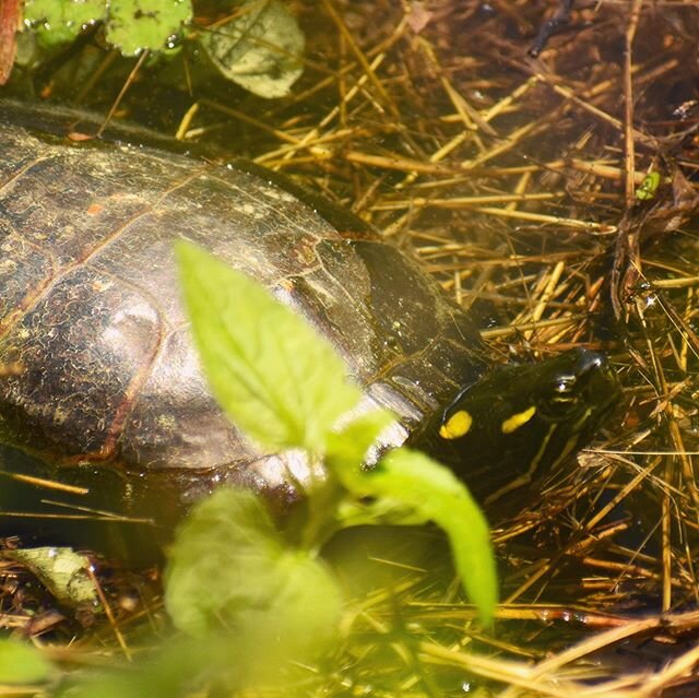 #turtle #wildturtle #naturetrail #turtlesofinstagram #waterturtle #yourshotphotographer #natgeoyourshot