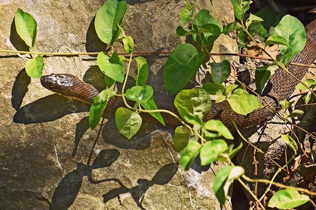 I took a walk on a trail and saw a bunch of Water Snakes at the bridge #watersnake #reptiles #snakeskin #snake #snakes #snake🐍 #snakeofinstagram #snakephotography #yourshotphotographer #natgeoyourshots