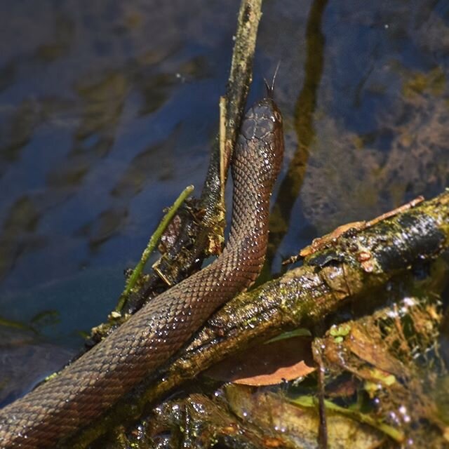 I took a walk on a trail and saw a bunch of Water Snakes at the bridge #watersnake #reptiles #snakeskin #snake #snakes #snake🐍 #snakeofinstagram #snakephotography #yourshotphotographer #natgeoyourshots