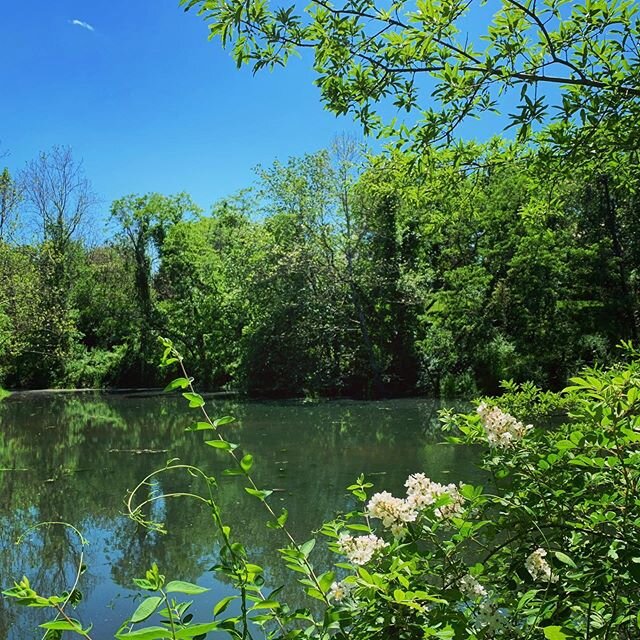 From yesterday&rsquo;s trail #naturetrail #trails #bluesky #naturewalk #naturewalks #naturephotography #naturelover #lake