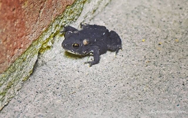 Say Hi to this little guy! #frog #frogs #frogsofinstagram