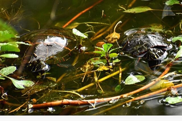 On the trail with a friend #turtle #turtles #turtlesofinstagram #naturetrails #trails #waterturtle #wildturtles #naturephotography #naturelovers #natgeoyourshot