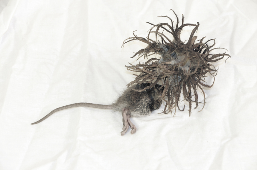 Chansons d'Automne Vampiriques 2.JPG