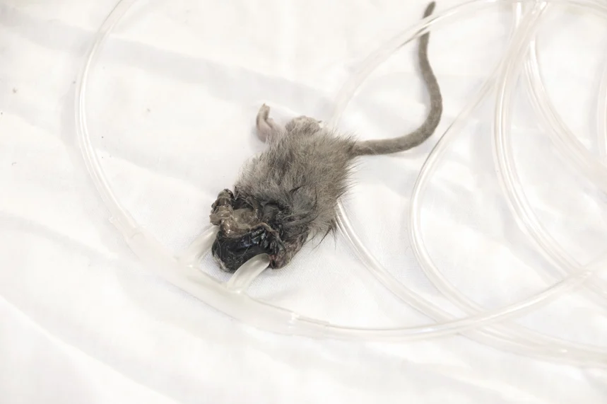 Chansons d'Automne Vampiriques 5.JPG