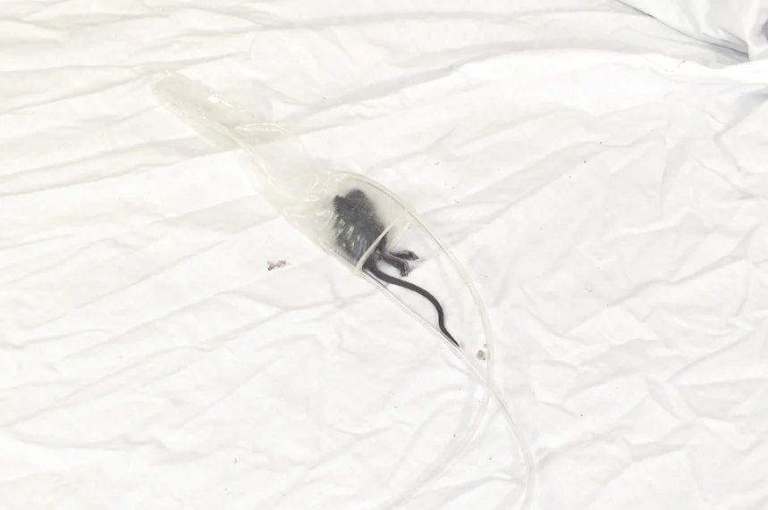 Chansons d'Automne Vampiriques 8.JPG