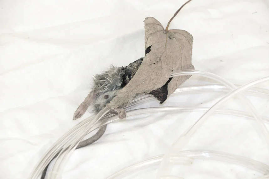 Chansons d'Automne Vampiriques 9.JPG