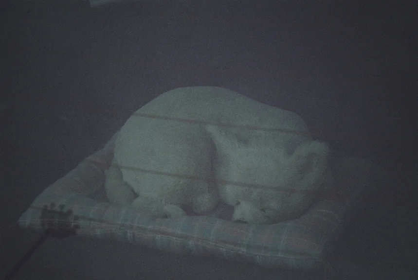 Scoring for Sleep 07.JPG