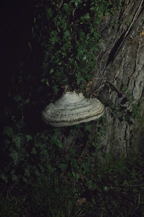 Bouche de Nuit 02.JPG