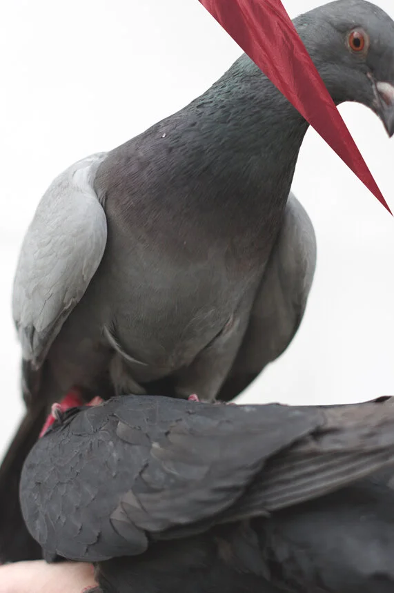 La République 21.JPG