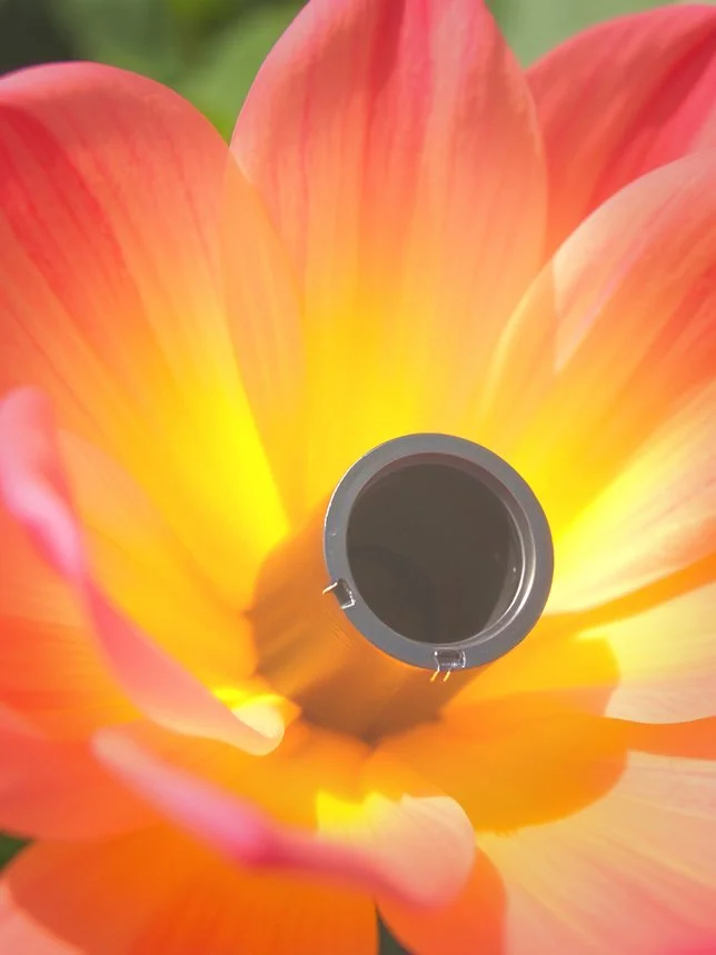 Blooming 02.jpg