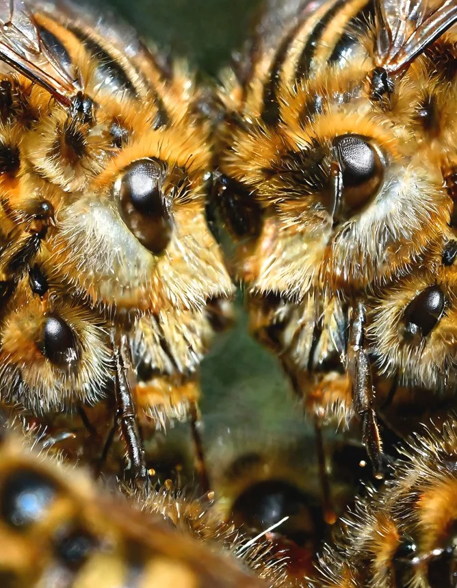 03 Honeymoon - Lovers in the Wind 02.jpeg