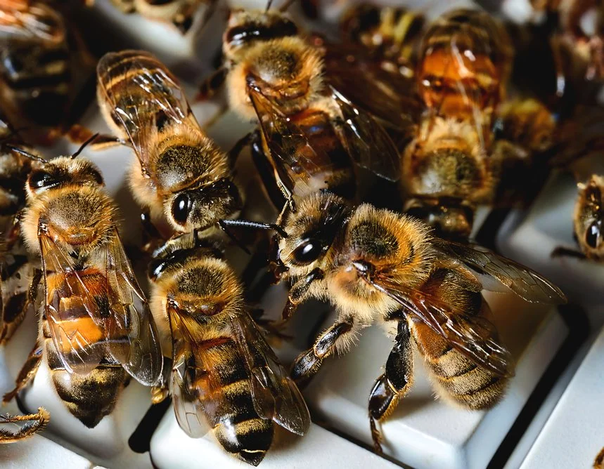 05 Honeymoon - Lovers in the Wind 02.jpeg