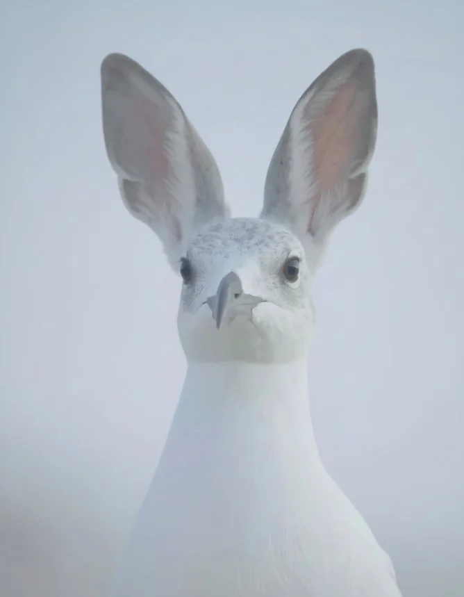 Portrait of Preconception.jpg