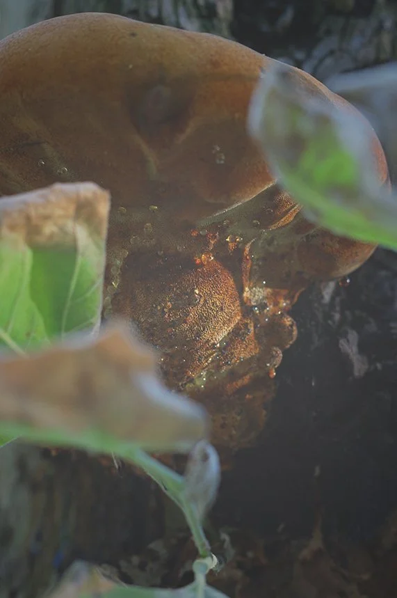 L'Insouciance 08.jpg