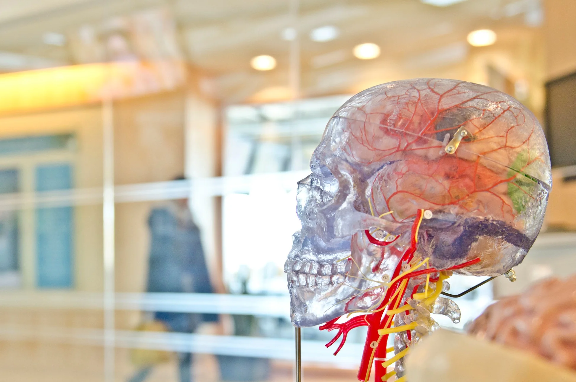 Brain and Mind Longevity