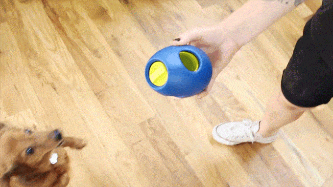 Dogs love Tikr! Load up the treats and watch them play!