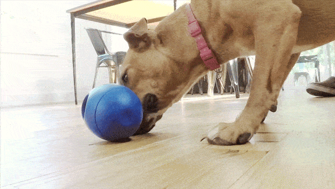 SBARK Tikr - a dog treat dispenser with a twist!